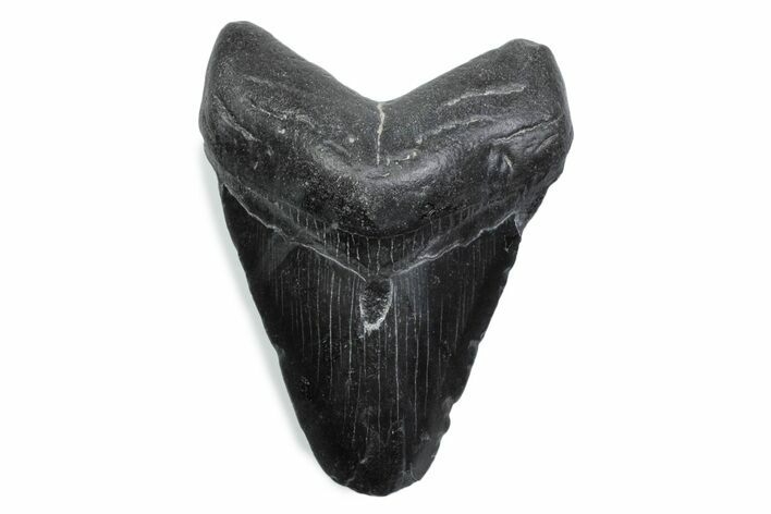 Fossil Megalodon Tooth - South Carolina #370478